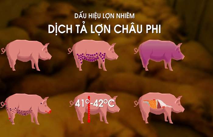 Triển khai quyết liệt, đồng bộ các giải pháp phòng, chống bệnh                    Dịch tả lợn Châu Phi trên địa bàn tỉnh