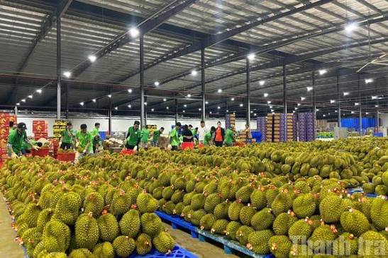 Khẩn trương triển khai các giải pháp cấp bách cho niên vụ sầu riêng 2026 trước những thách thức từ thị trường xuất khẩu của tỉnh Đắk Lắk